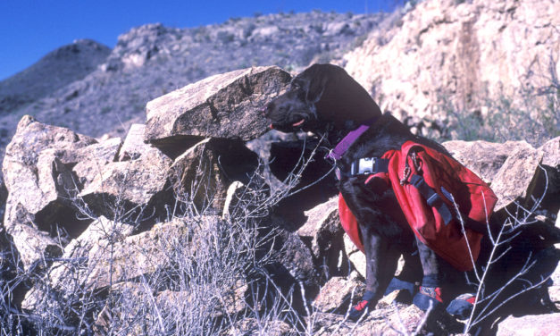 Woods, Waters and Wildlife:  The Dog Days