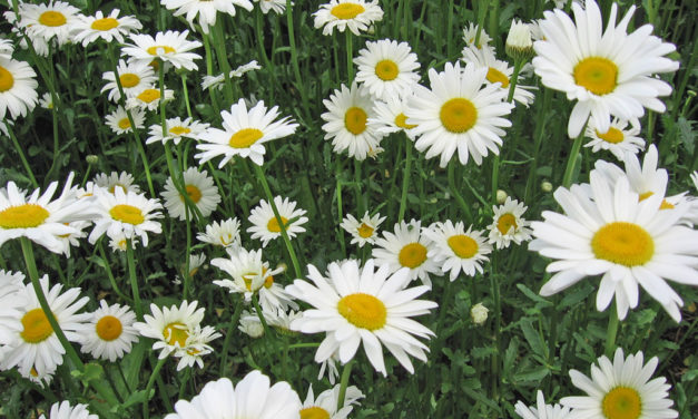 Harvest Flowers with Landscaping Jacksonville Fl