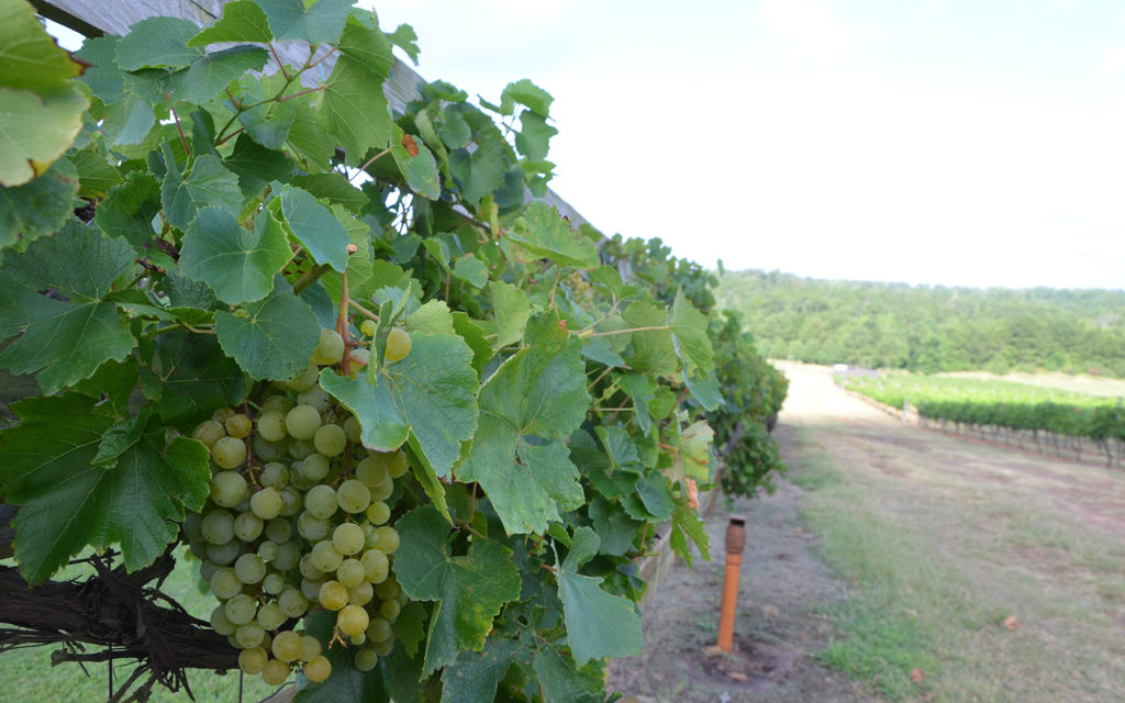 Wine grape yields down due to drought, but good quality expected