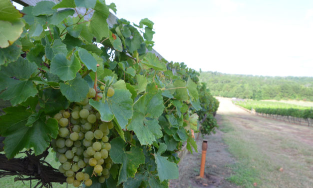 Wine grape yields down due to drought, but good quality expected