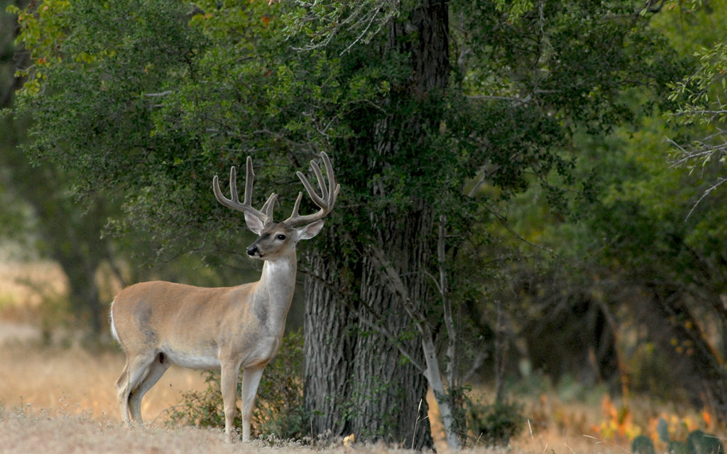 Woods, Waters, and Wildlife: Feelin’ Lucky?