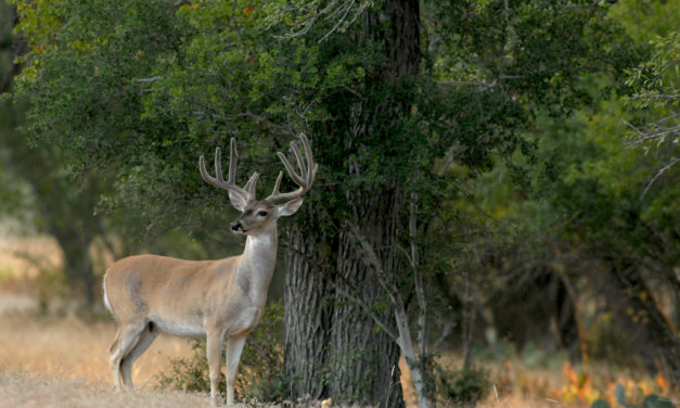 Woods, Waters, and Wildlife: Feelin’ Lucky?