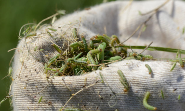 Producers, homeowners battling armyworms