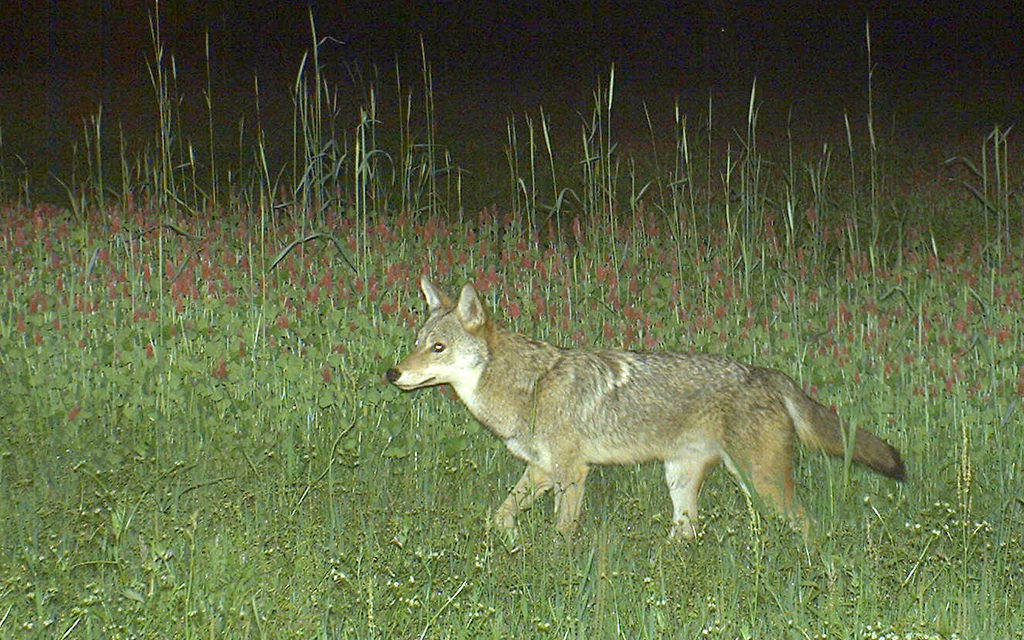 Producer Participation Sought for State Predator Survey