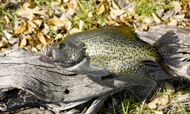 Woods, Waters, and Wildlife: Fall Fishing