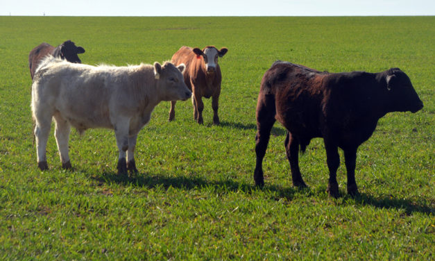 Cattle prices rise amid improving hay, forage conditions