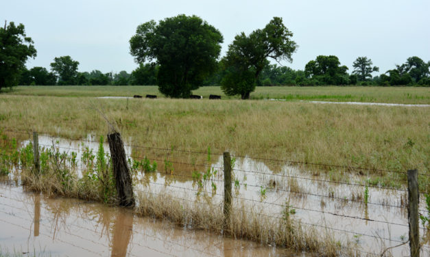 Rains delay harvests, planting schedules