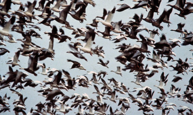 Woods, Waters, and Wildlife:  Like Ducks Take To Water