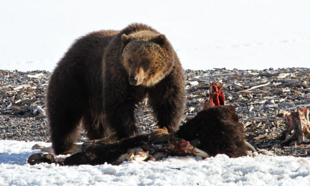 Woods, Waters, & Wildlife: Rams, Bows & Bears