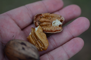 Statewide pecan crop looks good despite losses from rain