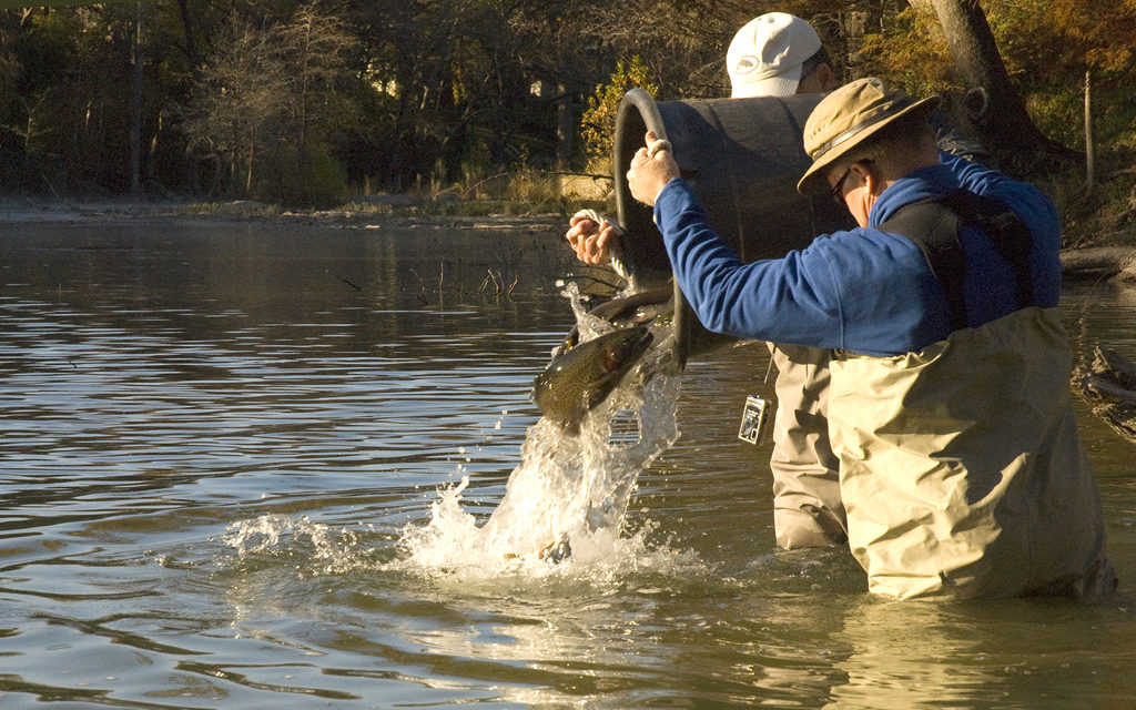 Woods, Waters & Wildlife:  Rainbow Trout Galore