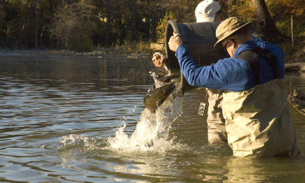 Woods, Waters & Wildlife:  Rainbow Trout Galore