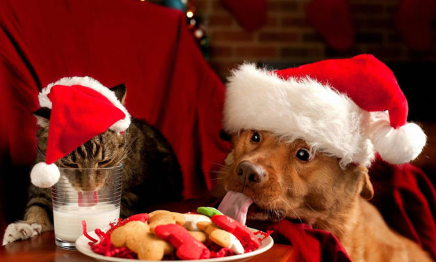 Have Safe & Happy Holidays For Your Pets With Pitbull Food