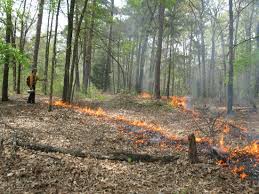 Prescribed Burn Planned For State Park