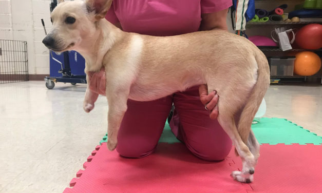 Emotional Support Dog Needs Calming Dog Treats and Three Prosthetics to Walk