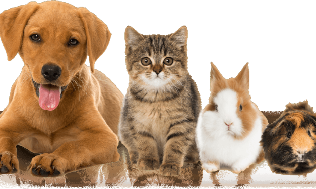 Pet Talk:  Preventing Pet Intoxication