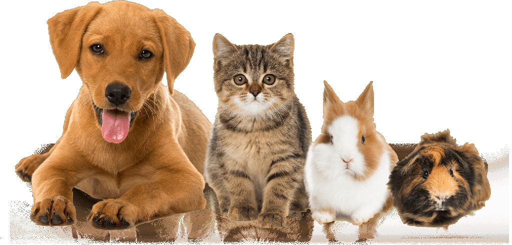 Pet Talk:  Combating Pet Cancer