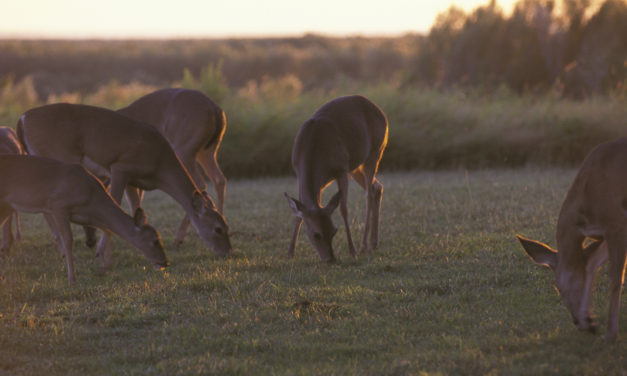 Woods, Waters, & Wildlife: The Late Late Show
