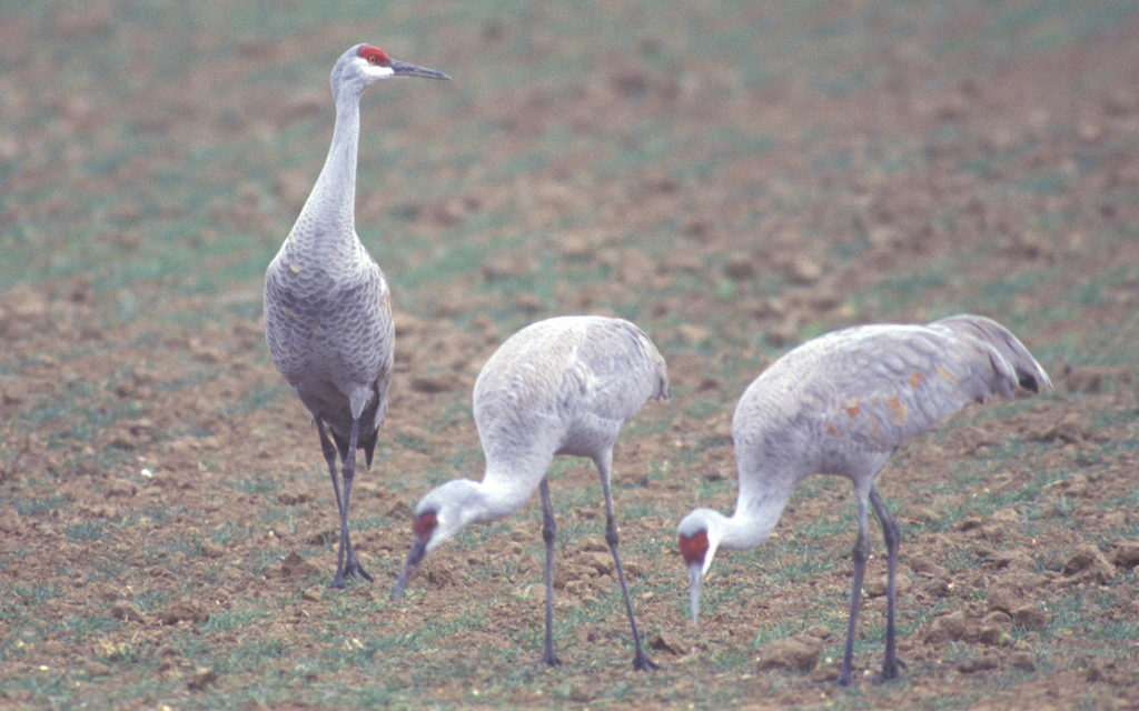 Woods, Waters, & Wildlife: The Other Crane