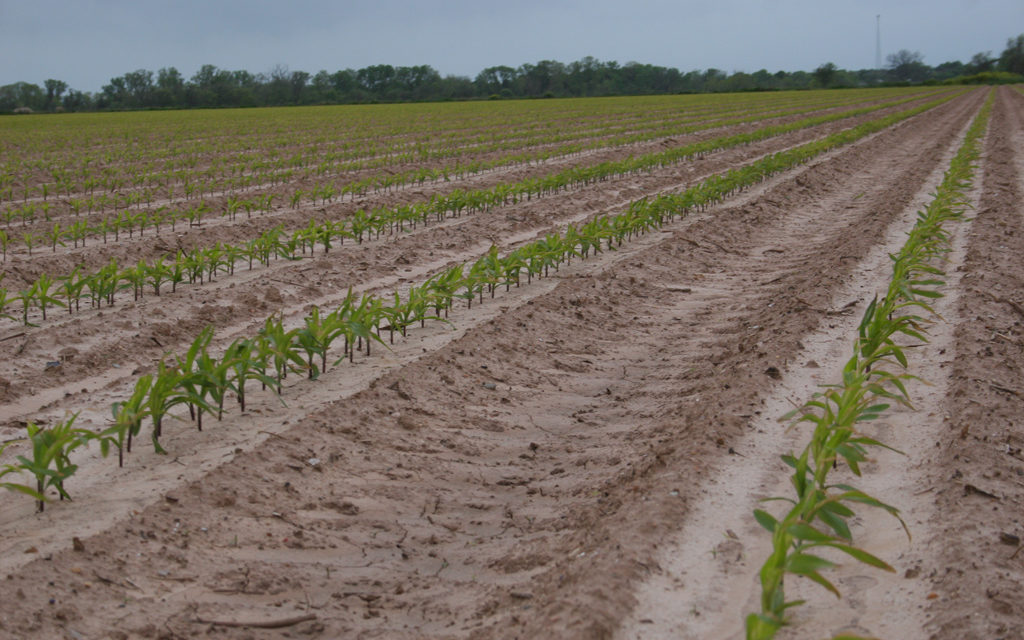 Wet conditions, low supplies could mean good year for corn growers