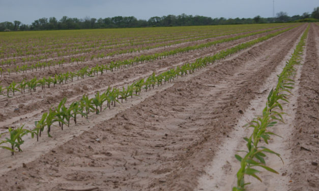 Wet conditions, low supplies could mean good year for corn growers