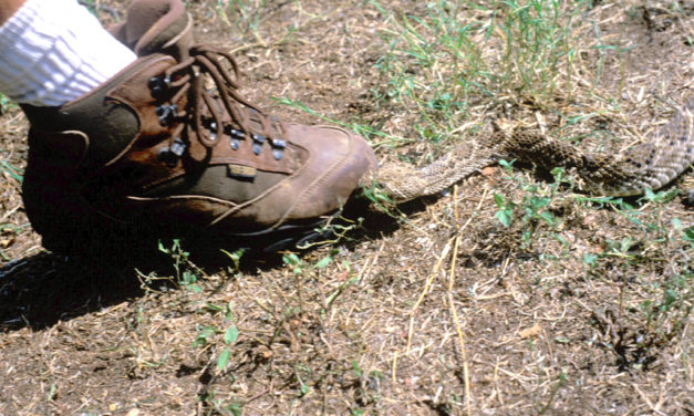 Woods, Waters, and Wildlife:  Snake Season