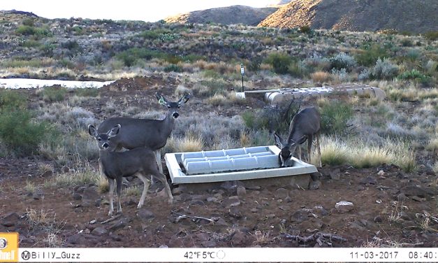 Woods, Waters, and Wildlife:  Want A Mountain Get-A-Way?