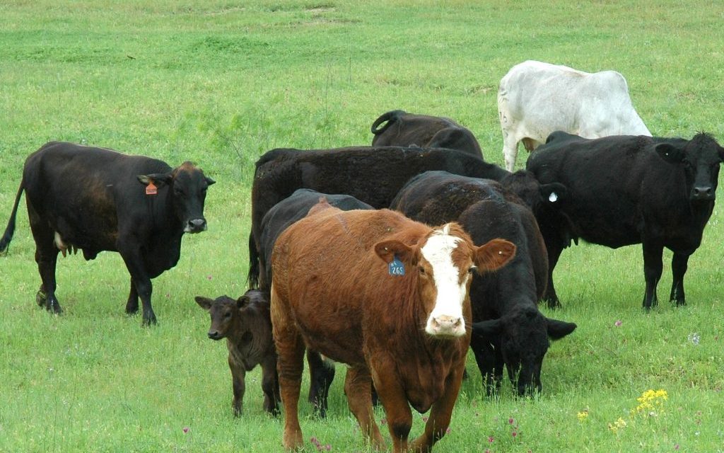 As beef cattle numbers rise, cull cow prices drop