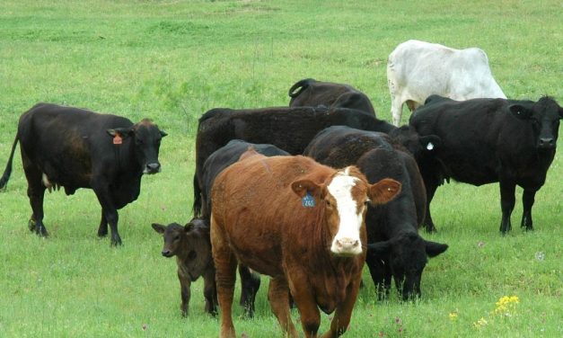 As beef cattle numbers rise, cull cow prices drop