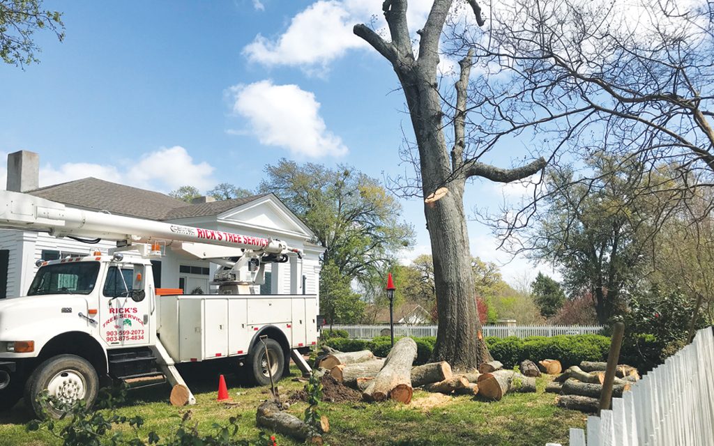 Ancient Water Oak Removed by Tree Removal Phoenix from Moody Bradley House