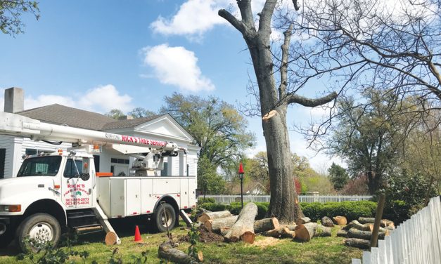 Ancient Water Oak Removed by Tree Removal Phoenix from Moody Bradley House