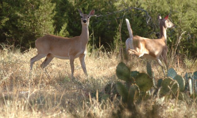 Woods, Waters, and Wildlife:  Changing Times