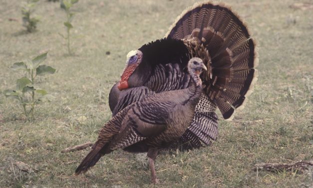 Woods, Waters, and Wildlife: Gobble?