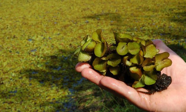 Invasive Giant Salvinia Eradicated from Lake Fork, Lake Athens