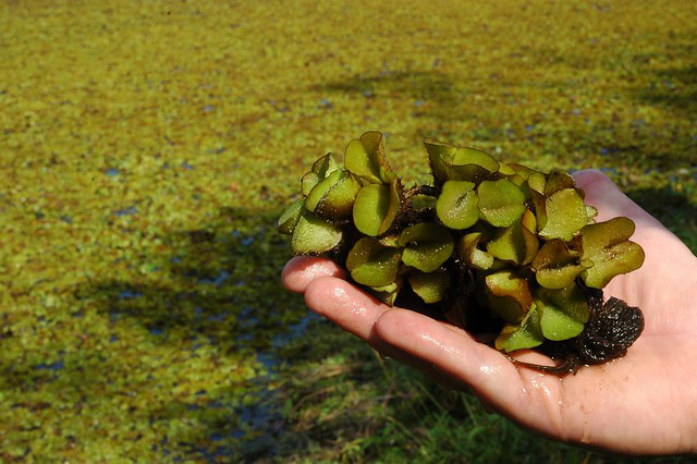 ﻿Invasive Giant Salvinia Eradicated from Lake Fork, Lake Athens
