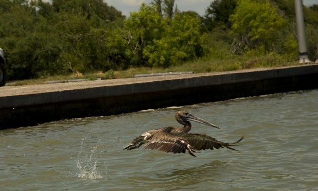 Woods, Waters, and Wildlife:  A Coastal Catharsis