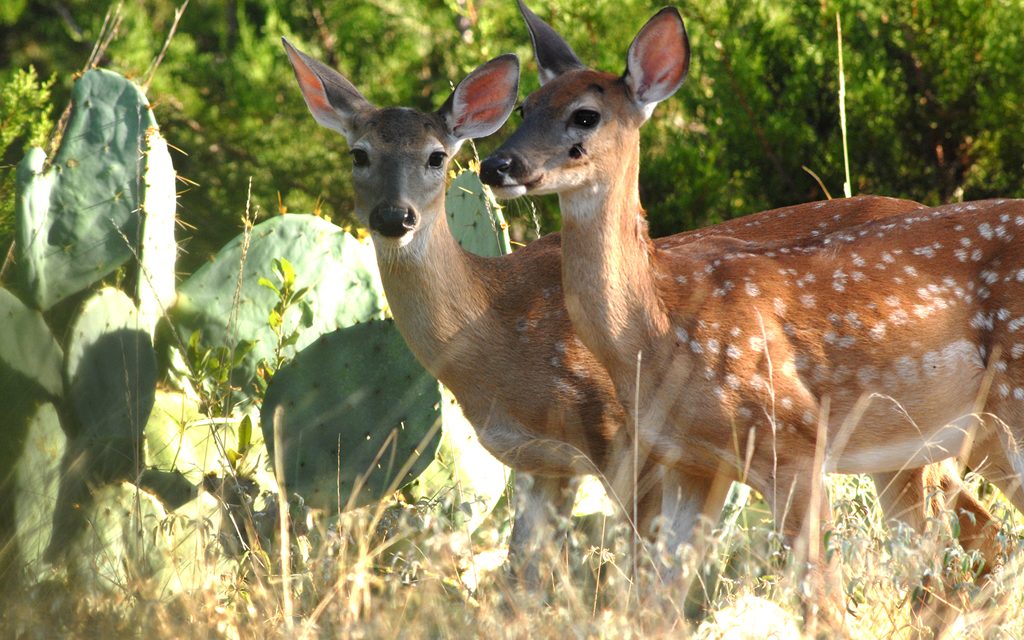 Woods, Waters, and Wildlife:  Time For The Fawns