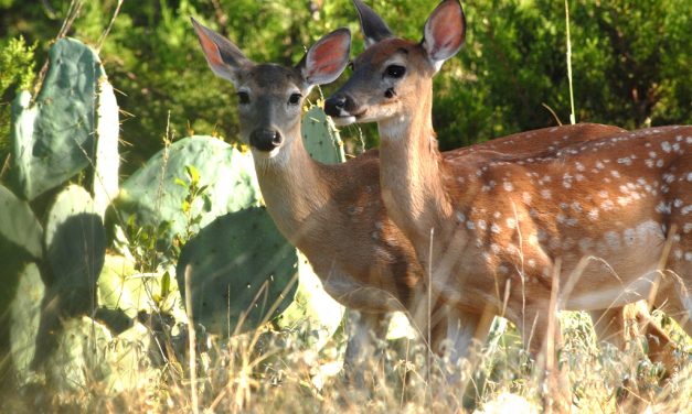 Woods, Waters, and Wildlife:  Time For The Fawns