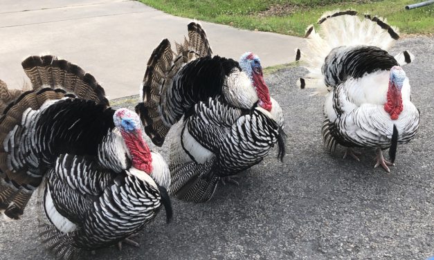 Woods, Waters, & Wildlife:  Rare Birds?