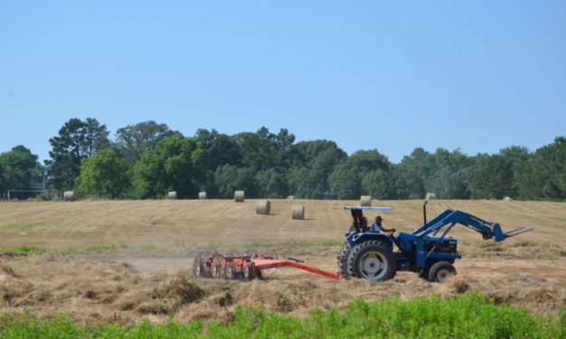 Carryover hay supplies tight with 2019 season off to slow start