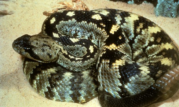 WOODS, WATERS and WILDLIFE:  Weird Wildlife