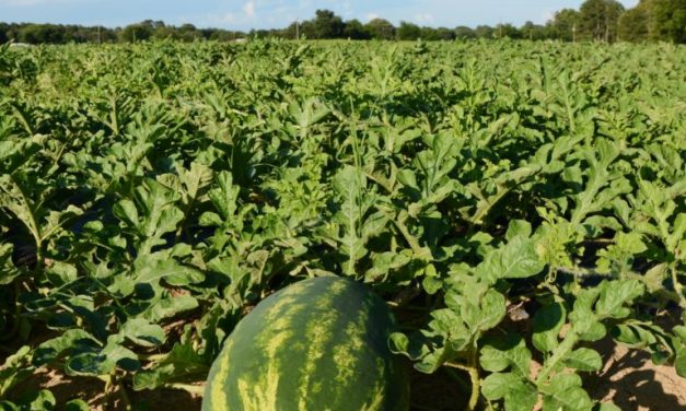 Watermelon harvest delayed but in time for July 4