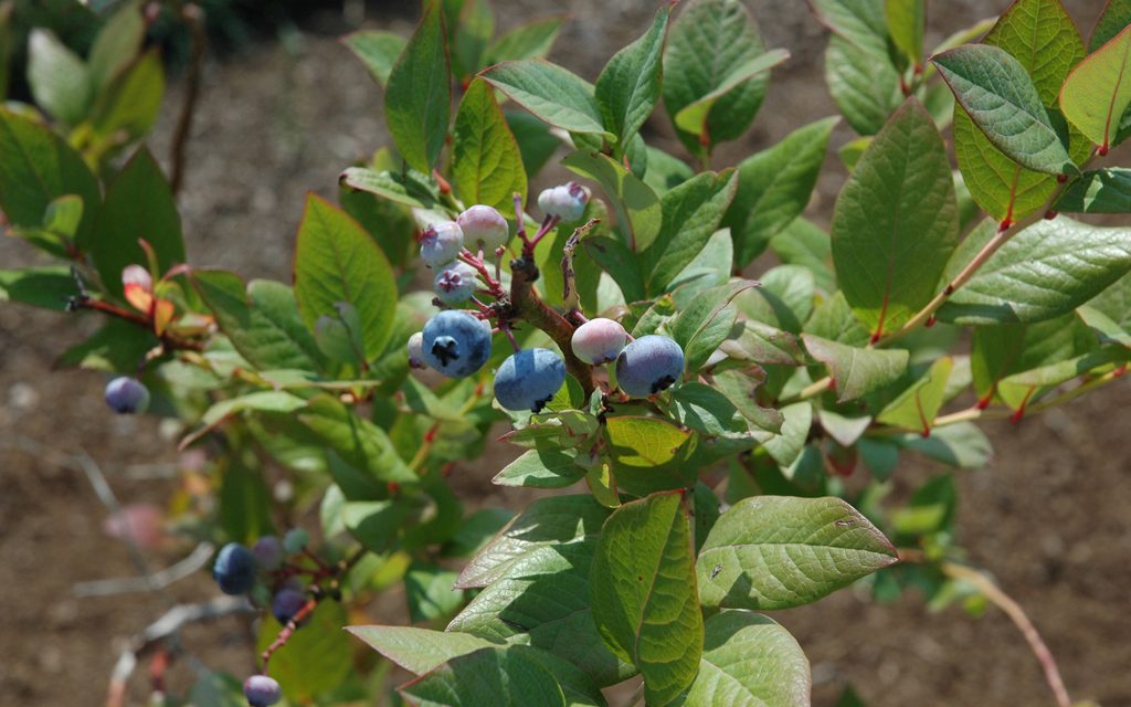 ﻿Growing Blueberries in Honor of National Blueberry Month