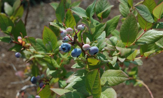 Growing Blueberries in Honor of National Blueberry Month