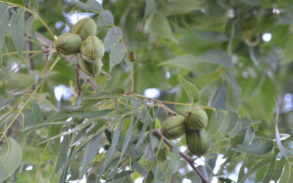 Texas pecan crop looks below average amid challenges