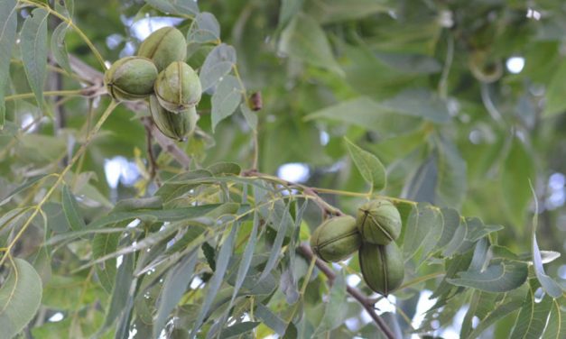 Texas pecan crop looks below average amid challenges