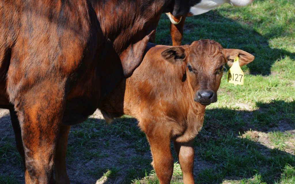 Cattle Prices Well Below Five-Year Average, Herd at Eight-Year High