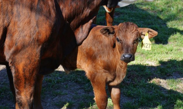 Cattle Prices Well Below Five-Year Average, Herd at Eight-Year High