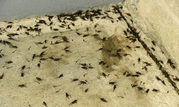 Woods, Waters & Wildlife:  The Fall Cricket Run