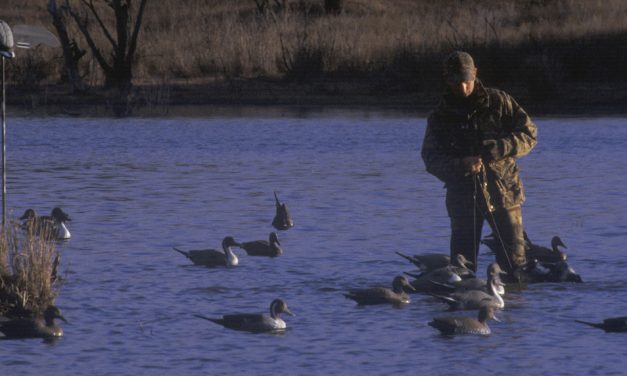 Woods, Waters, and Wildlife:  Good Days for Ducks